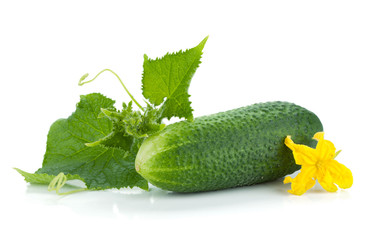 Ripe cucumber fruit with leaves and flower