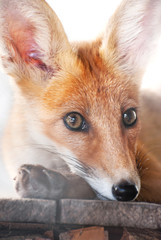 Portrait of a red fox