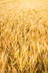 Yellow wheat field background