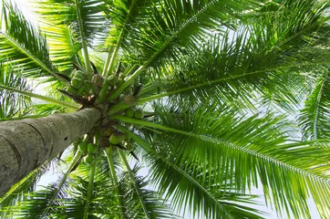 Deurstickers Palmboom palmboom