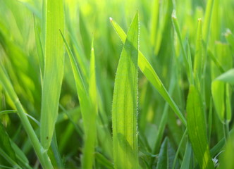 Sunlight Shining Through Long, Lush Summer Grass
