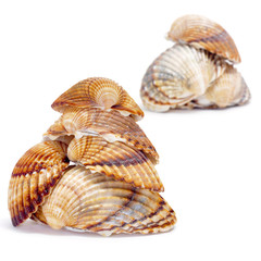 seashells