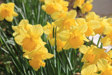 Bunch of yellow daffodils