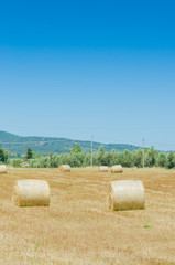 Fototapeta premium Field with rolls of hay on summer day