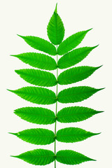 Green leaves on white background - obrazy, fototapety, plakaty