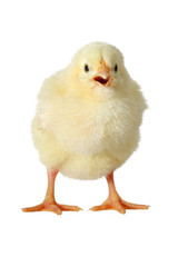 Yellow chick isolated