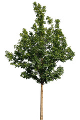 Obraz premium Single green tree isolated on white background