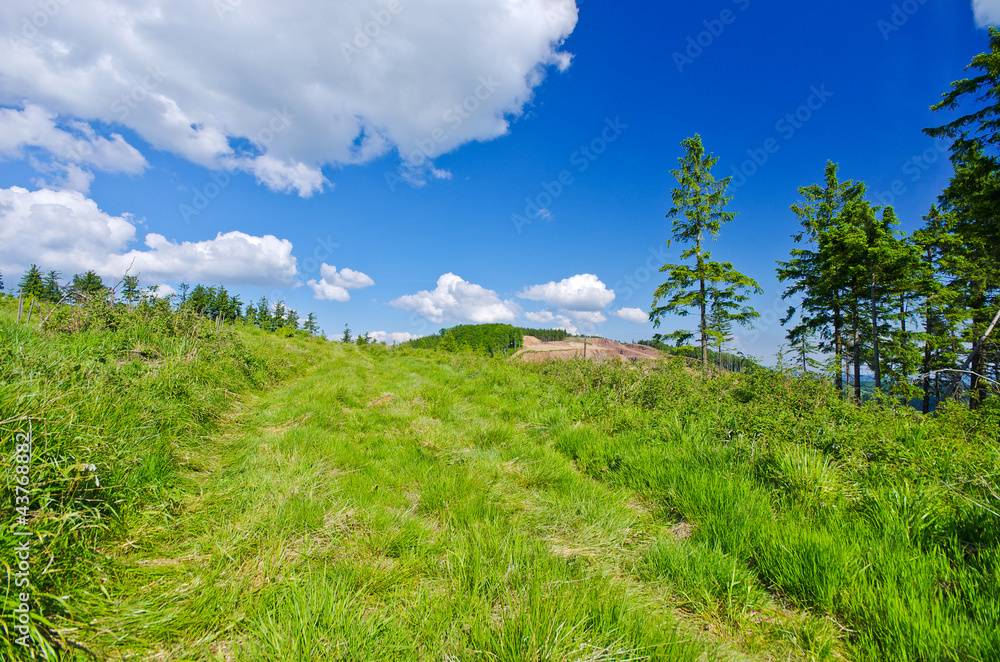 Wall mural Landscape with green grass