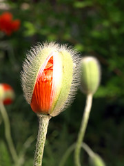 Birth of poppy flower.