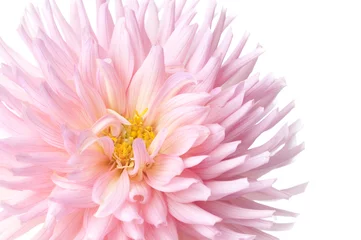  dahlia © Zbyszek Nowak