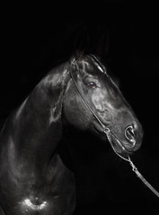 portrait of amazing  black horse on dark background
