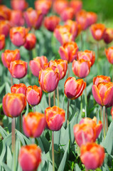 Garden with tulip flowers in summer