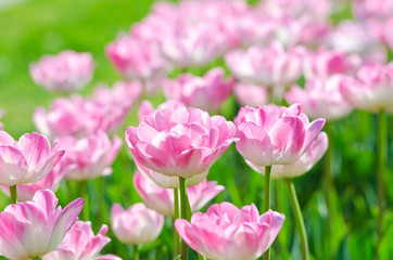 Fototapeta na wymiar Garden with tulip flowers in summer