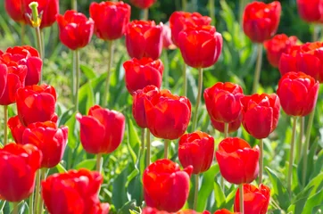 Crédence de cuisine en verre imprimé Macro Jardin avec des fleurs de tulipes en été