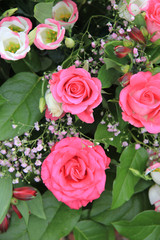 Shocking pink roses