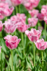Garden with tulip flowers in summer