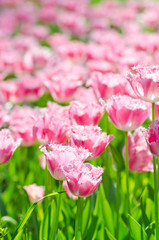 Garden with tulip flowers in summer
