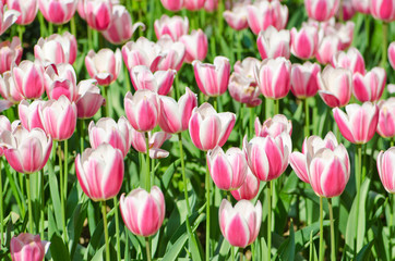 Garden with tulip flowers in summer