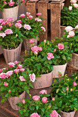 Fototapeta na wymiar Różowe róże doniczkowe, kwiaty, kwiaciarnia, róże karłowate