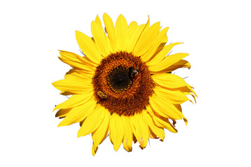 Sonnenblume mit 2 Bienen