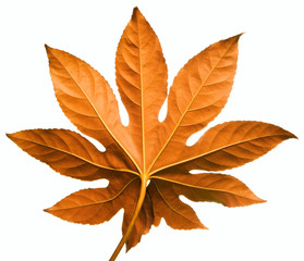 red leaf isolated on white background - back side