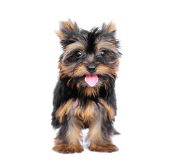 Yorkshire Terrier (2 months) in front of a white background