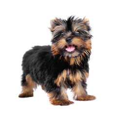 Yorkshire Terrier (2 months) in front of a white background