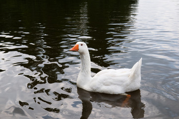White goose swims in the lake