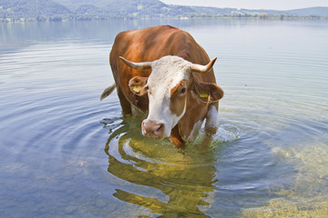Tierisches Badevergnügen