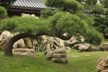 Fotobehang Bonsai Leaning bonsai tree, Chi Lin Nunnery, Hong Kong  © donyanedomam