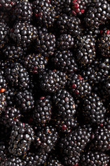 a lot of blackberries