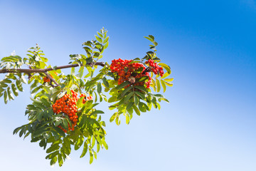 rowanberry under blue sky