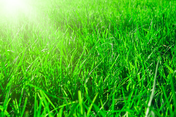 Fresh spring green grass