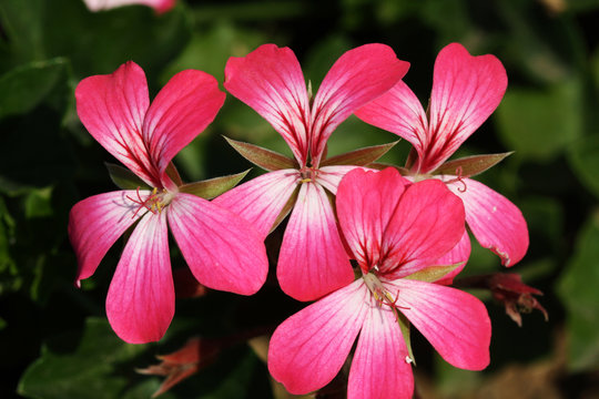 BLUMEN_0447_Geranie