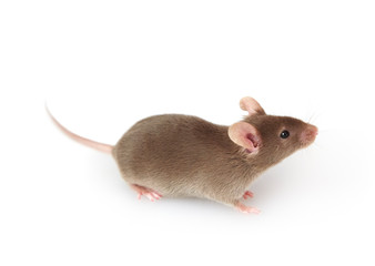Grey mouse isolated on white background