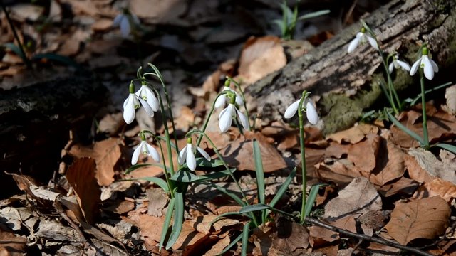 first spring snowdrops flowers in the forest
