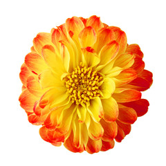 sweet flower on white isolated background