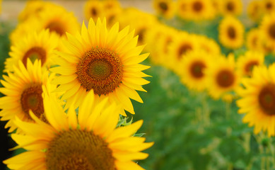 Fototapeta premium Beautiful Sunflowers in the field,blured in the background