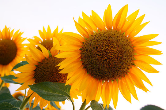 Studio isolated sunflowers
