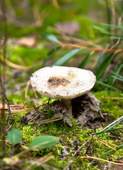Russule mushroom
