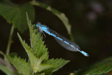Blue dragonfly on stinging nettles
