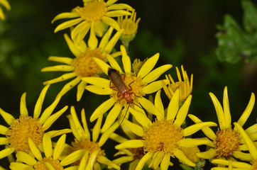 Red soldier beetle feeding on ragwort