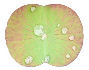 Green lotus leave with water drop