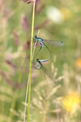 Paarungsrad der Großen Pechlibelle (Ischnura elegans)