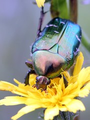 Rosenkäfer auf Blüte