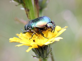 Rosenkäfer auf Blüte