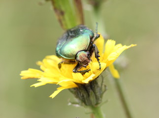 Rosenkäfer auf Blüte