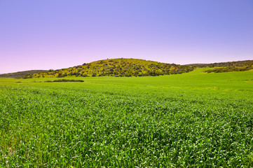 Naklejka premium Green Field