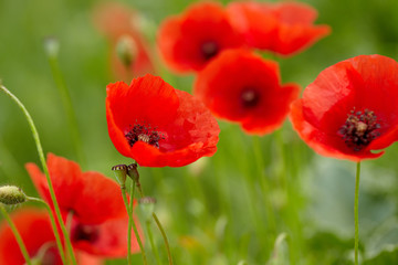 Field of poppies
