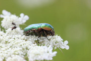 Rosenkäfer auf Wilder Möhre